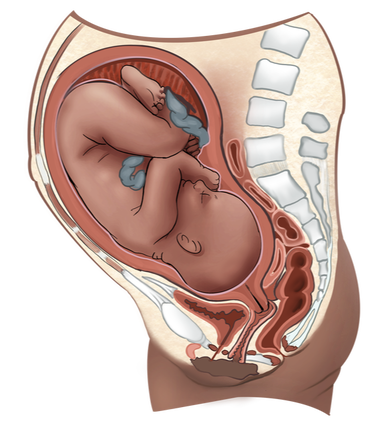 Pregnancy Anatomy Diagram for Birth Class in Utah County